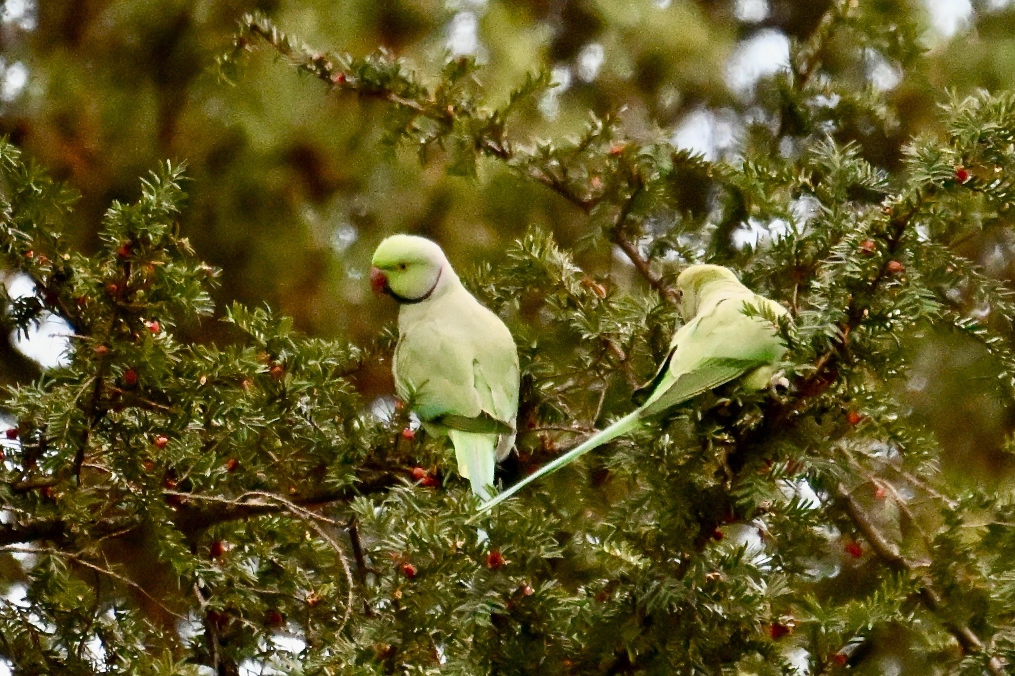 Zwei grüne Halsbandsittiche sitzen auf Ästen eines Baumes, der mit kleinen roten Beeren gefüllt ist. Der Hintergrund zeigt verschwommenes Grün eines nadelartigen Baums, der kleine rote Früchte trägt.