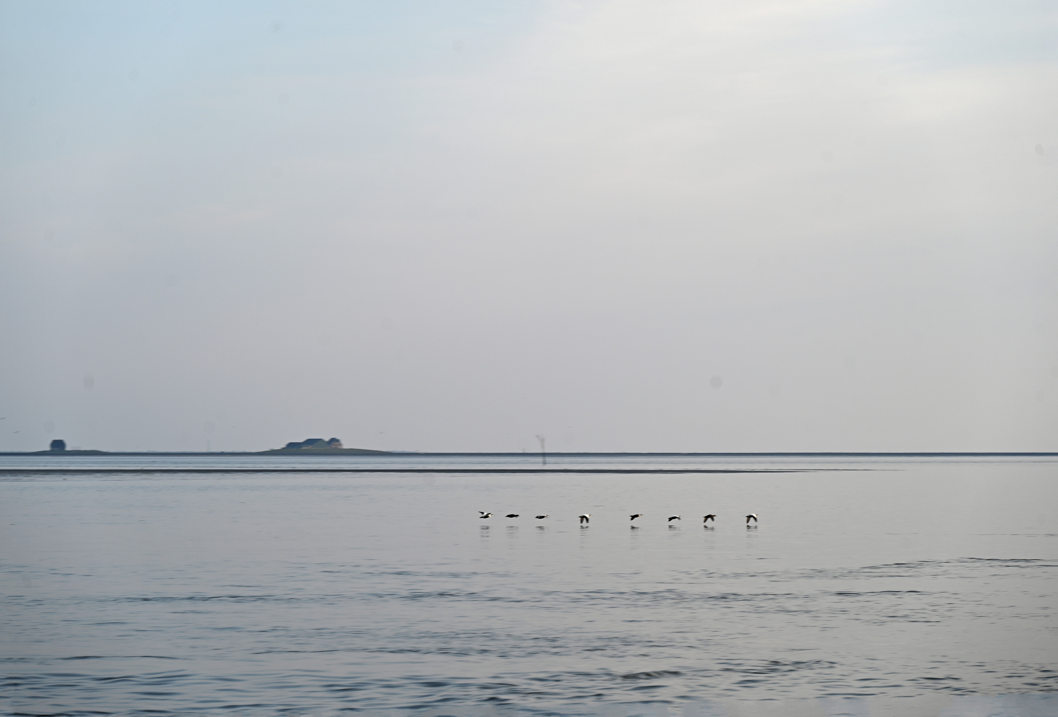 Ein Trupp Nonnengänse zieht dicht über der Wasseroberfläche vor einer Hallig über das Wattenmeer