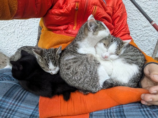 3 getigerte und 1 schwarze kleine Katzen liegen auf untergeschlagenen Beinen. Die eine getigerte Katze schleckt einer anderen getigerten Katze ein Ohr aus
