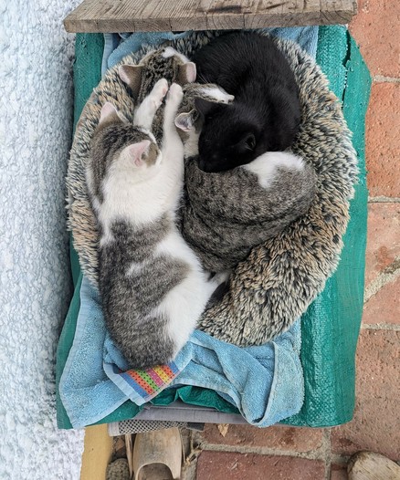 4 kleine Katzen liegen aneinander gekuschelt auf einem Kissen auf einer Transportkiste.