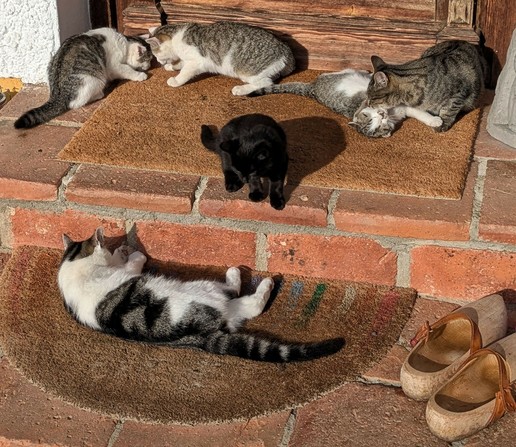vor einer hölzernen Haustür spielen auf zwei Fußabstreifern 6 Katzen in der Sonne 2 große und 4 kleine