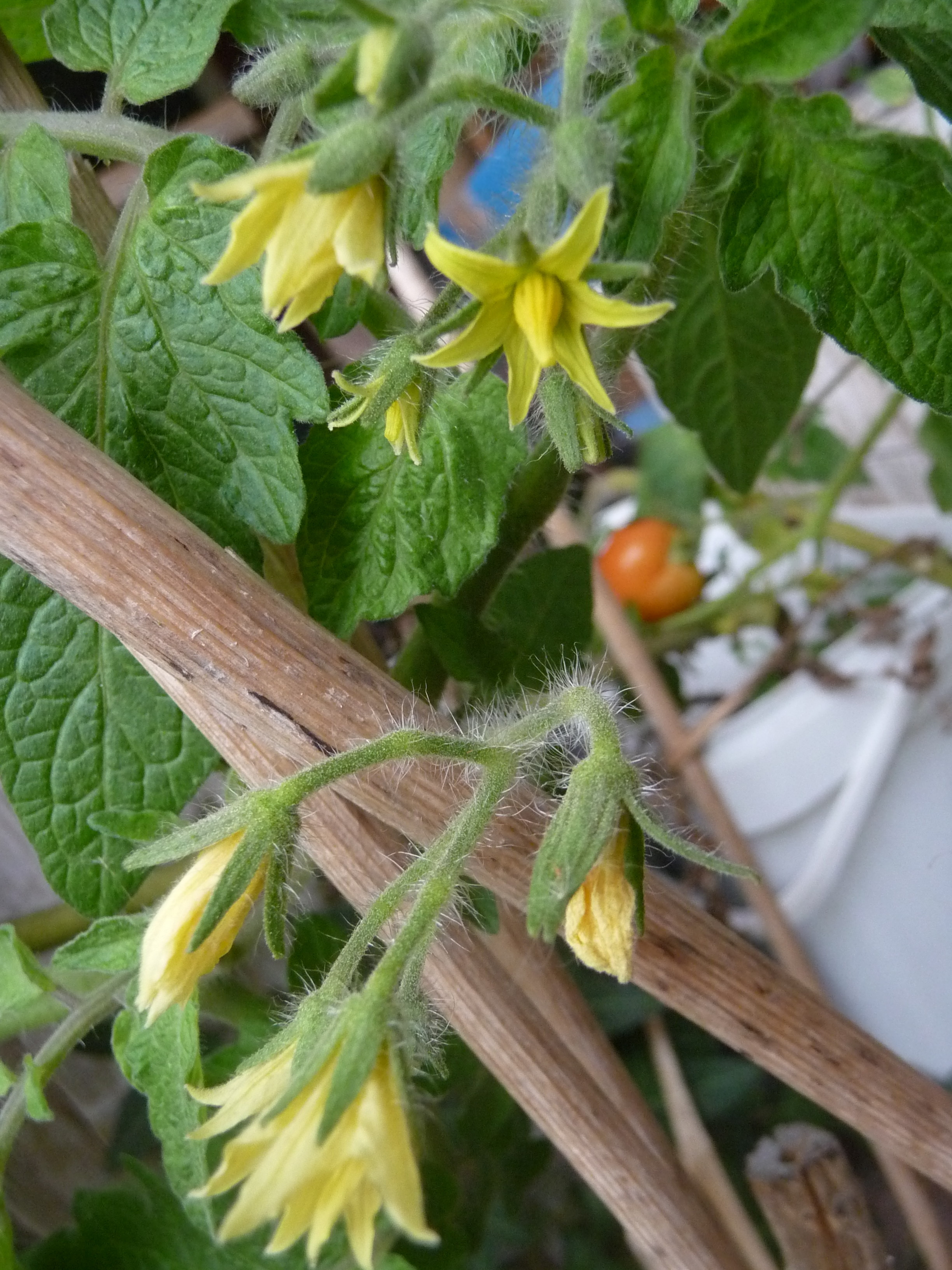 Es sind ein paar Tomatenblüten zu sehen. Im Hintergrund blinzelt auch eine leicht rot werdende Tomate durch. Das Ganze hängt an der Außenseite unserer Terrasse und steht daher immer noch gut da. Nur Wachsen tut nicht mehr so viel.