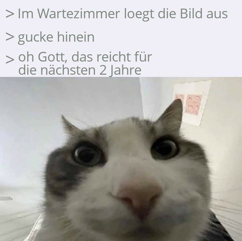 Katzen-Meme