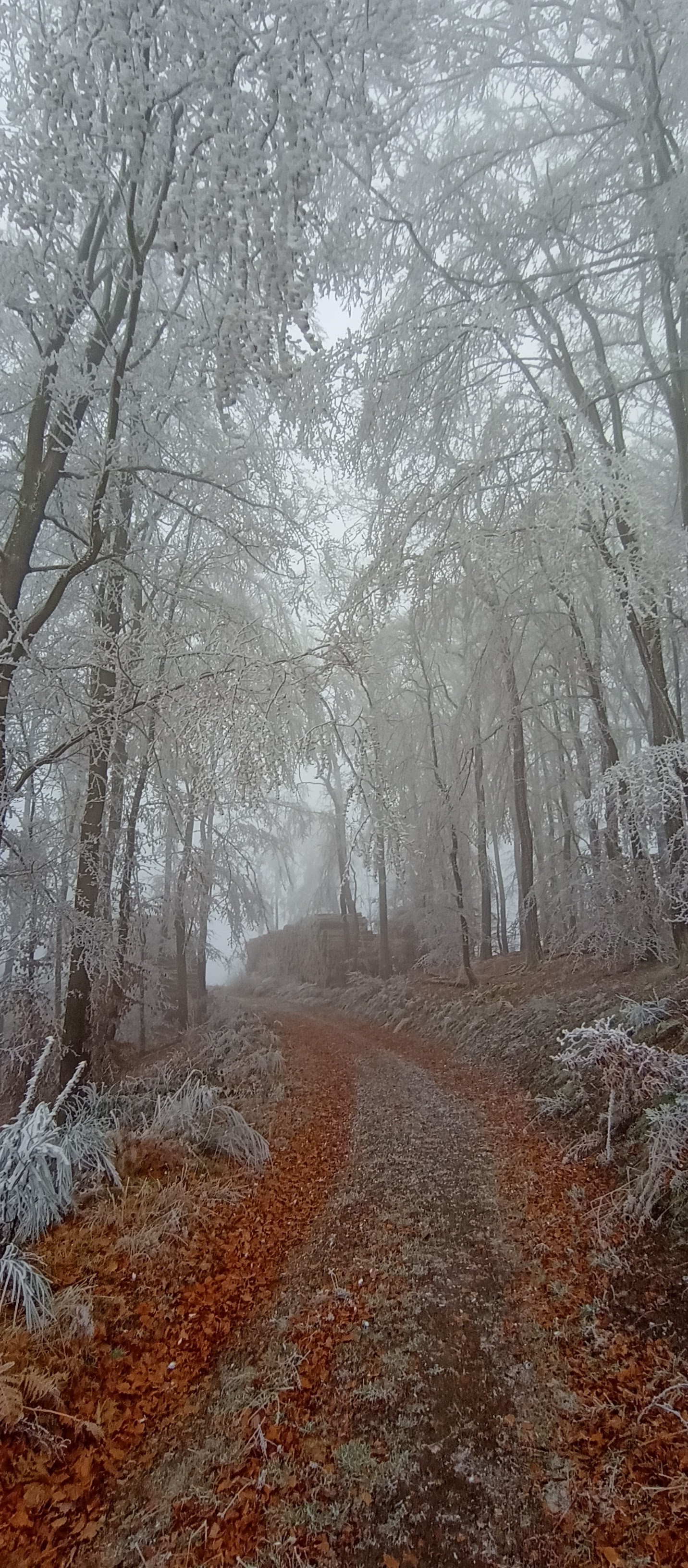 Der Blick geht über den noch mit braunem Herbstlaub belegten Waldweg in Richtung eines im Dunst liegenden Holzstapel. Links und rechts sind angefrostete Bäume und Sträucher zu erkennen, die Kälte kommt...