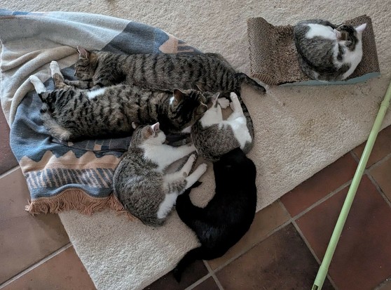 zwei erwachsene und 4 kleine Katzen liegen entspannt aneinander gekuschelt auf einer Decke oder Teppich