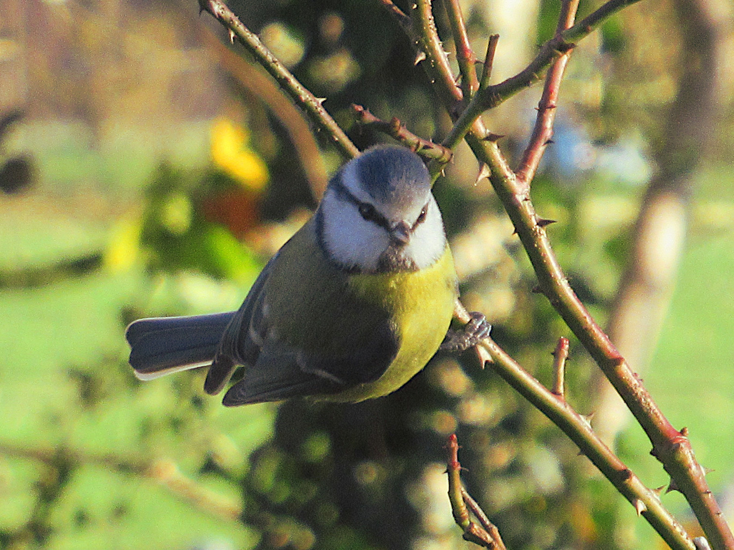 Eine Blaumeise in der Sonne auf einem kahlen Rosenzweig