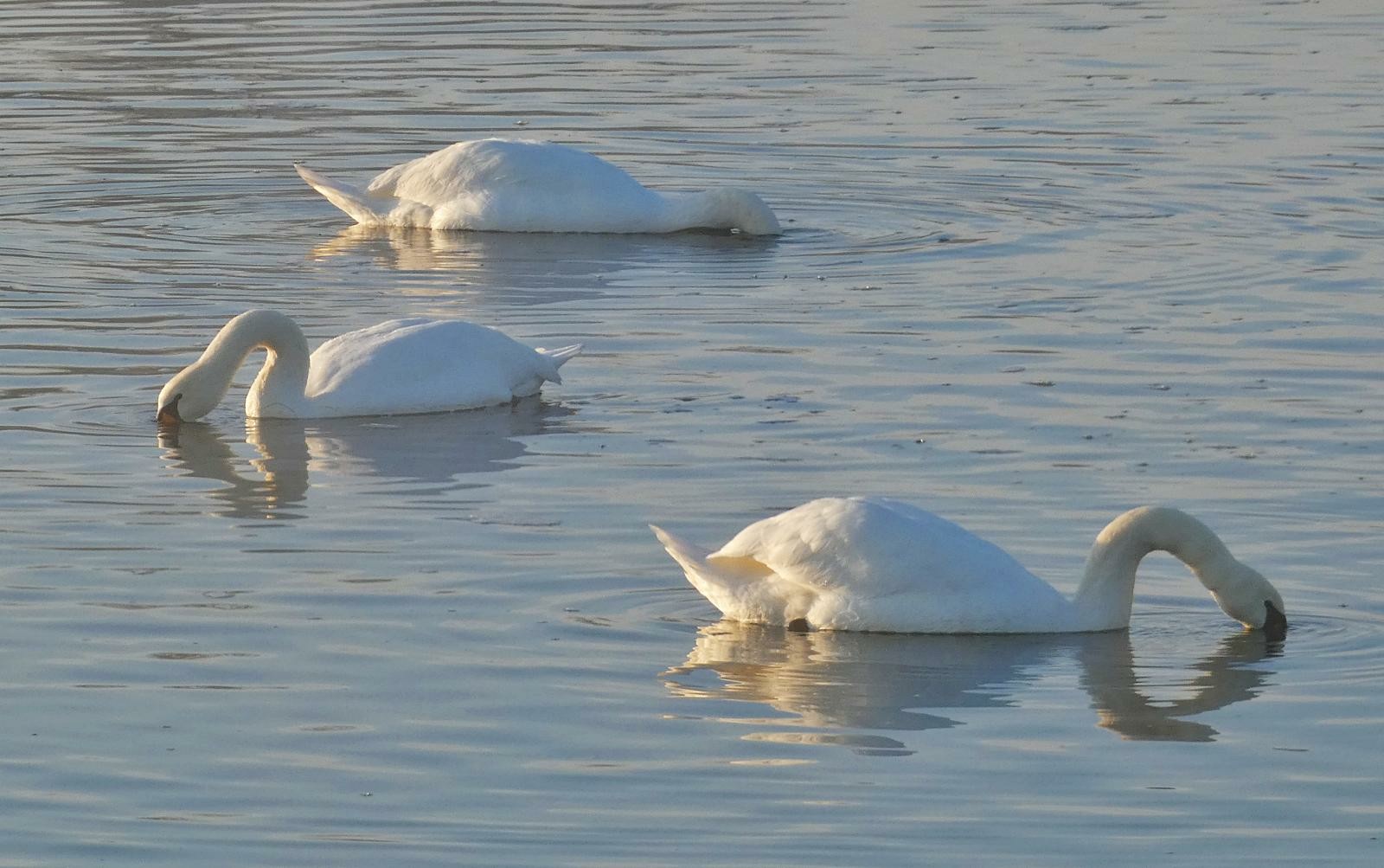 Drei Schwäne wie sie gleichzeitig ihren Kopf ins Wasser tauchen.