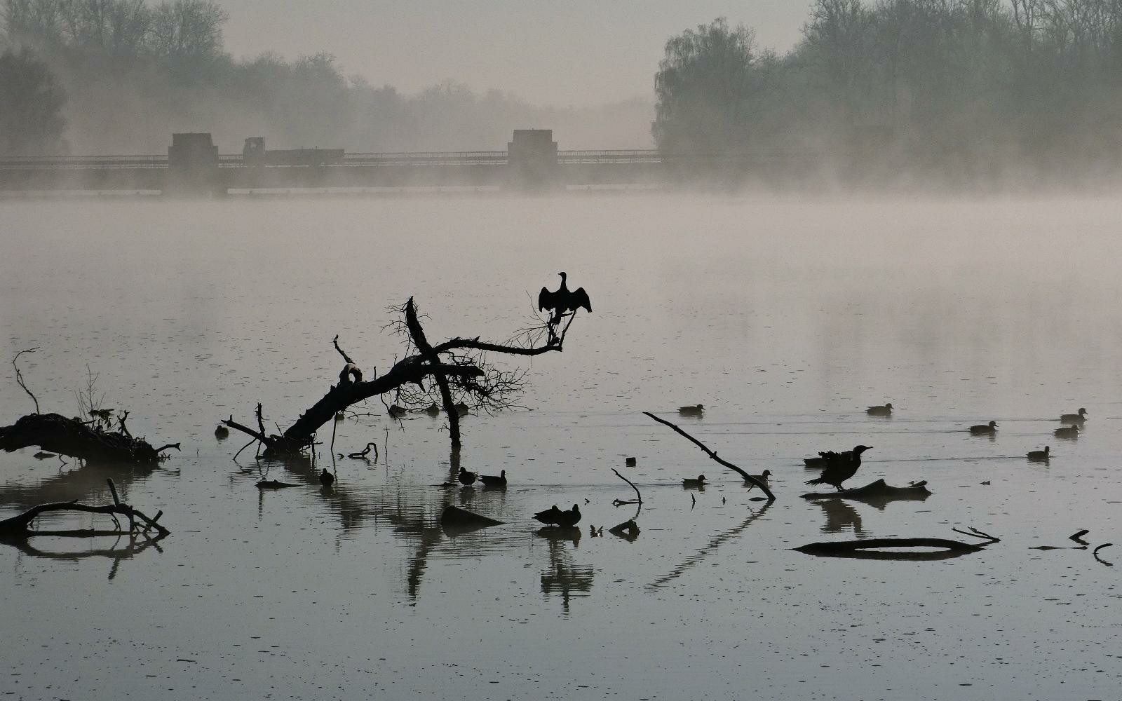 Nebel auf der Donau,im Vordergrund mehrere dicke Äste die aus dem Wasser ragen,ein paar Enten und Kormorane sind zu sehen.Im Hintergrund eine Staustufe und Bäume.