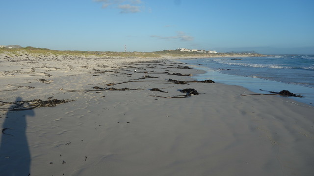 Bild auf einen Sandstrand parallel der Waserlinie, kleine Wellen schwappen an den flachen Stand. Schwarze Tangstreifen (Kelp) liegen auf dem feinen Sandstrand. Im Hintergrund eine kleine Siedlung mit Ferienhäusern. Links vom Strand flache Sanddünen. Den Schatten des Fotografen sieht man links unten im Bild, verursacht durch das Abendlicht aus Richtung Westen. Der Himmel immer noch durchgehend blau ohne Wolken.