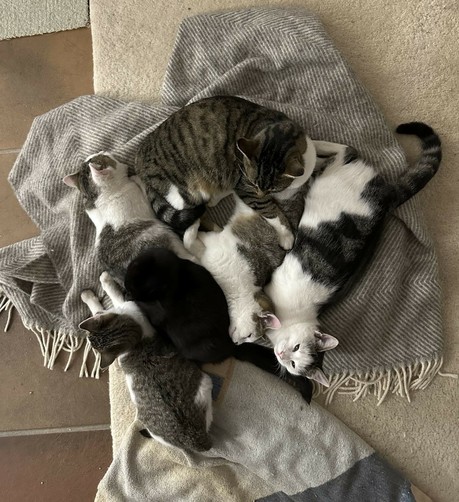 5 getigerte und 1 schwarze kleine Katze liegen auf einer Decke dicht aneinander n1 erwachsene und 1 Maikatze und 4 Augustkätzchen