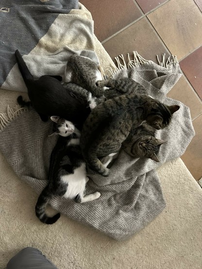 auf einer Decke liegen insgesamt 7 Katzen aneinander und übereinander.n2 erwachsene Katzen, 1 Maikatze und 4 Kätzchen. Das eine Kätzchen liegt fast komplett unter der zweiten großen Katze.