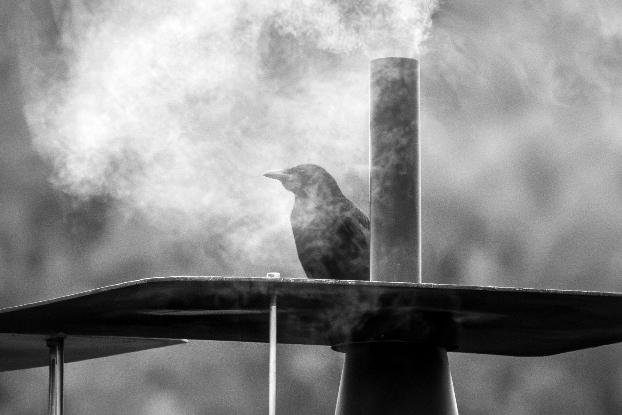 Das Bild zeigt einen Vogel, der auf einem Rohr sitzt, aus dem Rauch aufsteigt. Das Bild ist in Schwarzweiß gehalten, was ihm eine düstere oder nachdenkliche Atmosphäre verleiht. Der Rauch könnte auf eine Art von Industrie oder Verbrennung hinweisen, während der Vogel möglicherweise als Symbol für die Natur interpretiert werden könnte, die inmitten dieser industriellen Umgebung existiert.