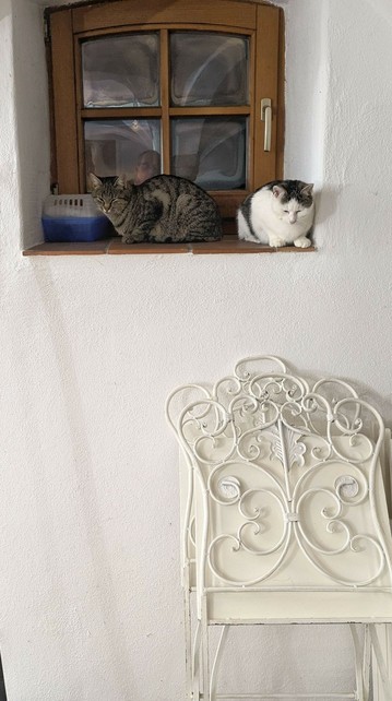 zwei Katzen sitzen an einem kleinen Fenster. Darunter stehen zwei weiße zusammen geklappte Stühle aus Metall.