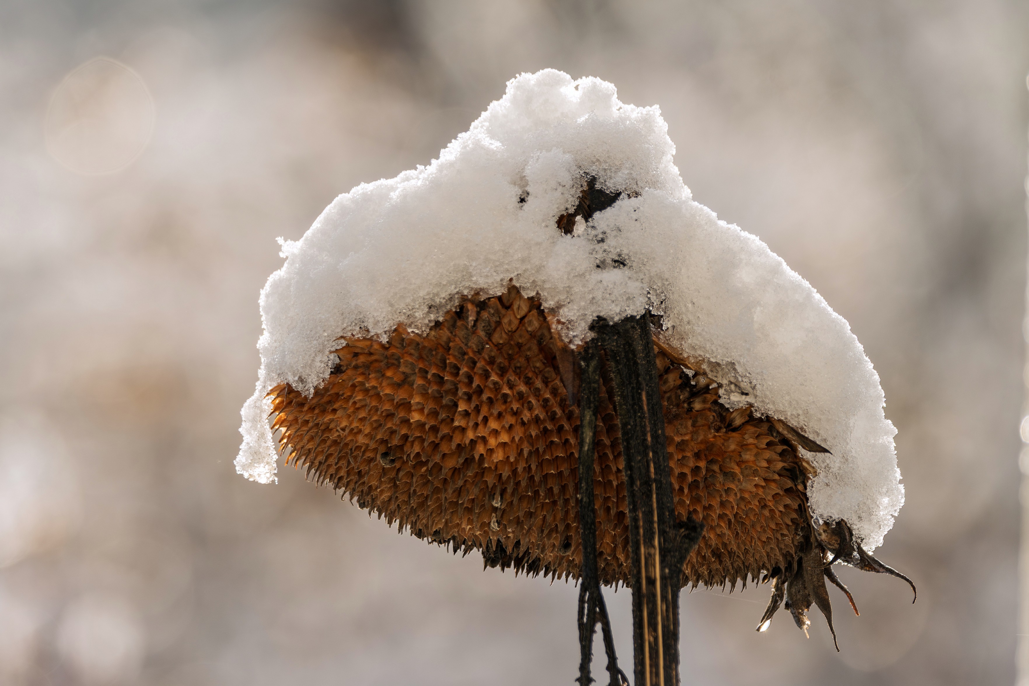 Das Bild zeigt eine einzelne, vertrocknete Sonnenblume, die mit einer dicken Schicht Schnee bedeckt ist. Der Kopf der Sonnenblume ist nach unten geneigt und die Samen sind alle sichtbar. Die Stรคngel der Sonnenblume sind dรผnn und braun. Der Hintergrund ist unscharf, lรคsst aber auf eine winterliche Umgebung schlieรen.