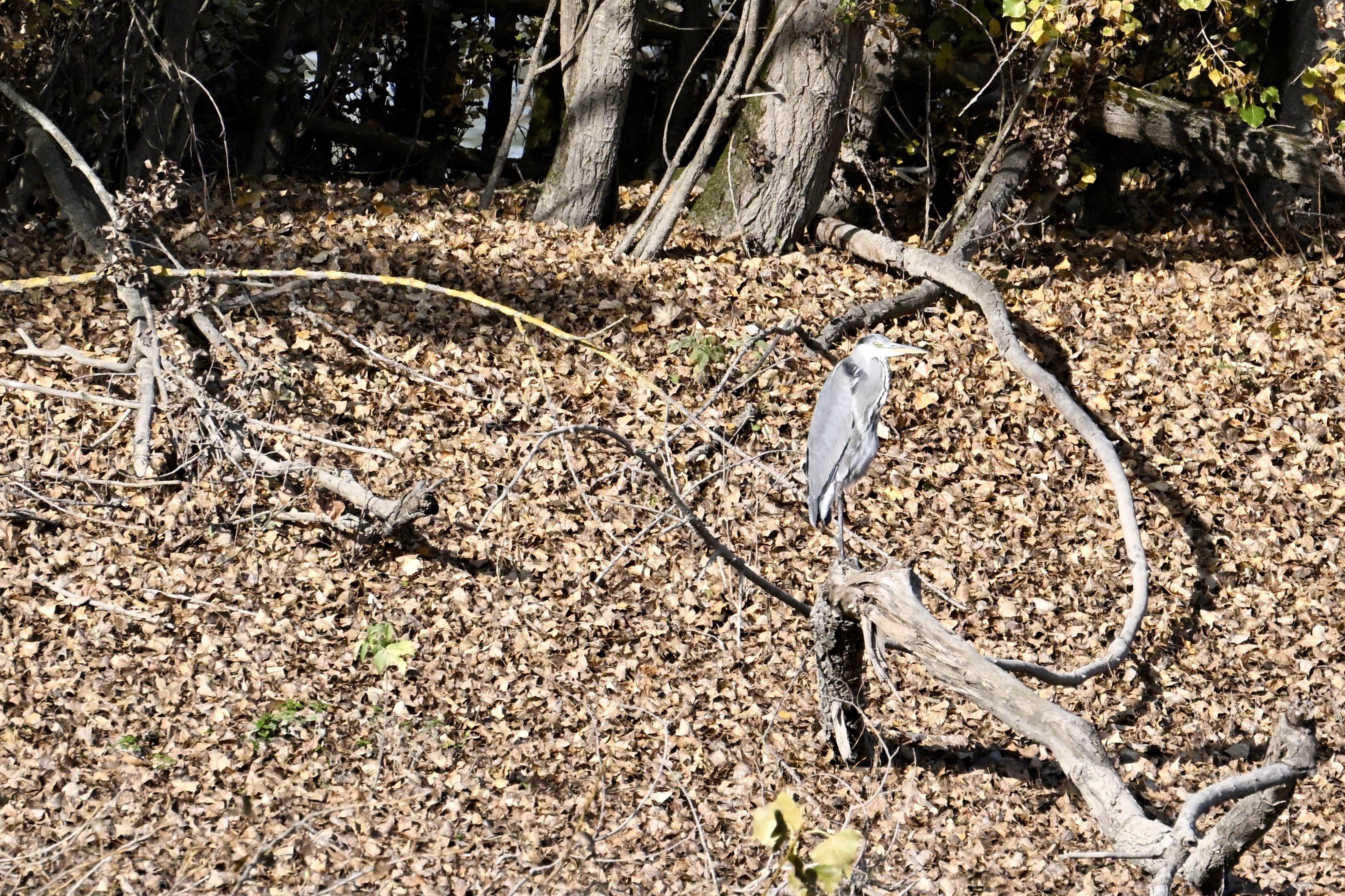 Ein Graureiher sitzt auf einem kleinen abgeknickten und trockenem Baum an einem Ufer inmitten eines mit gefallenen Blättern bedeckten Bodens. Dahinter Bäume.