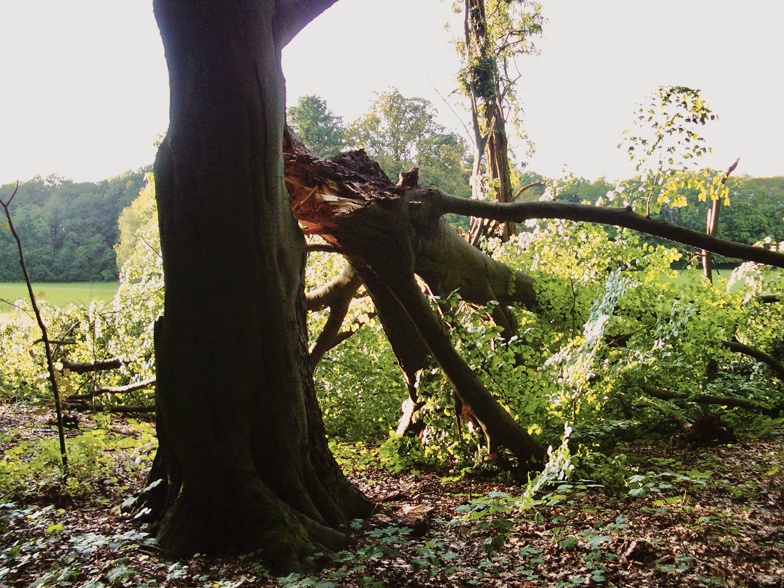 Von einem Baum ist ein riesiger Ast abgebrochen