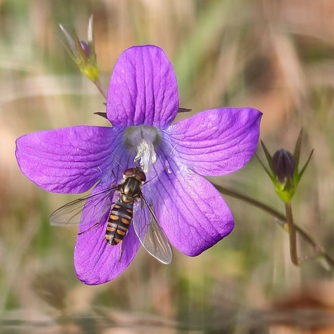 eine Schwebfliege sitzt auf einer offenen helllila Glockenblumenblüte