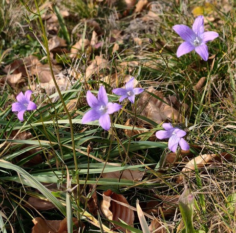 mehrere offene Blüten einer Glockenblume in einer grünen Wiesen