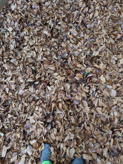 Braunes Laub und am unteren Bildrand sind Teile von 2 Bergschuhen zu erkennen