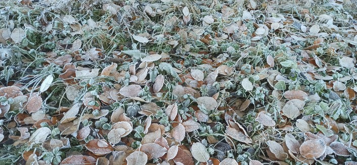 Bild enthält mit Rauhreif überzogene Blätter von verschiedenen Laubbäumen