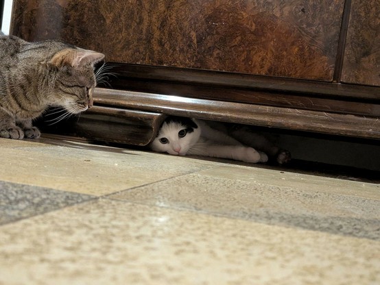 eine fast weiße Katze liegt flach unter einem Schrank. Der grau getigerte Kater sitzt vor dem Schrank und schaut drunter