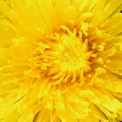 quadratisches Foto von einer gelben Löwenzahnblüte. Nur gelb mit Struktur