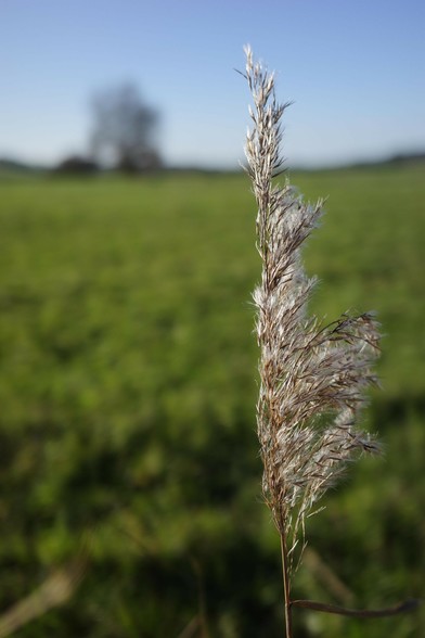 ein aufrecht stehender Grashalm vor einer Wiese mit unscharfem Baum am Horizont. sonnig