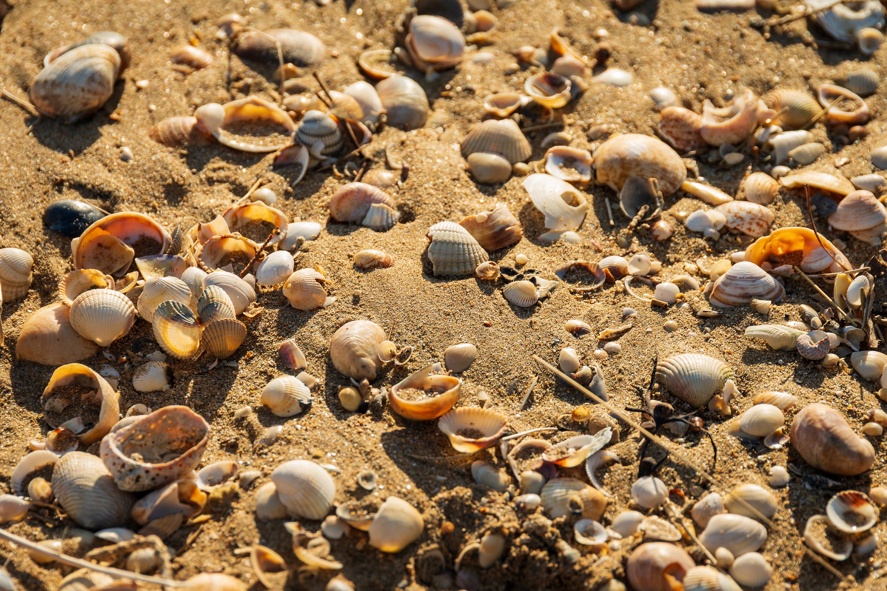 Das Bild zeigt eine Nahaufnahme eines sandigen Strandabschnitts, der mit einer Vielzahl von Muscheln unterschiedlicher Grรถรe und Form bedeckt ist. Der Sand hat eine warme, goldene Farbe, und die Muscheln variieren in Farbton und Textur, einige sind hellbeige, andere haben dunklere, brรคunliche oder orangefarbene Akzente. Das Licht scheint von der Seite zu kommen und wirft Schatten, die die Textur von Sand und Muscheln betonen. Das Bild hat ein natรผrliches, organisches Aussehen und vermittelt ein Gefรผhl von Strand und Urlaub.