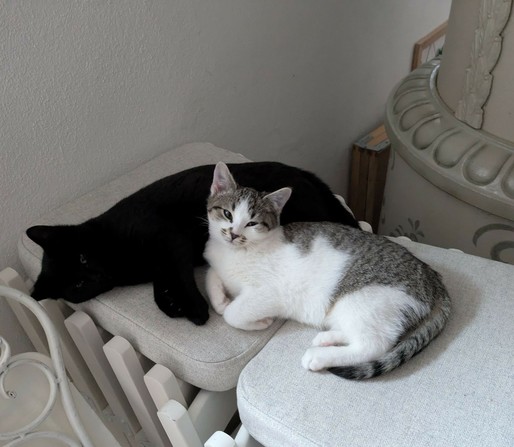 zwei Katzenkinder liegen aneinander gekuschelt auf zwei Kissen