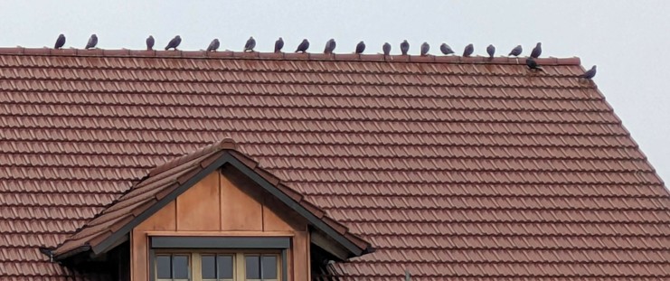 auf dem First eines dunkelroten,  ziegelgedeckten Daches sitzt eine Reihe Tauben (18)