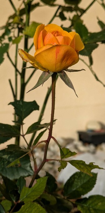 eine kleine gelbe Rosenblüte auf dem Stiel