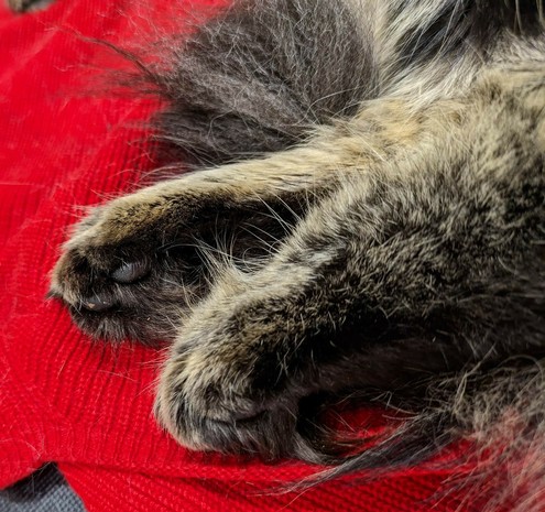 zwei graugetigerte Hinterpfoten mit schwarzen Ballen liegen auf einem roten Pulli