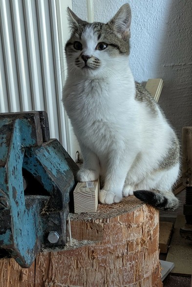 eine kleine weißgraugetigerte Katze sitzt auf einem Stück Baumanschnitt, auf das ein Schraubstock montiert ist. Daneben liegt eine kleine Latte. Die Katze hat eine Vorderpfote drauf gestellt und schaut entschlossen
