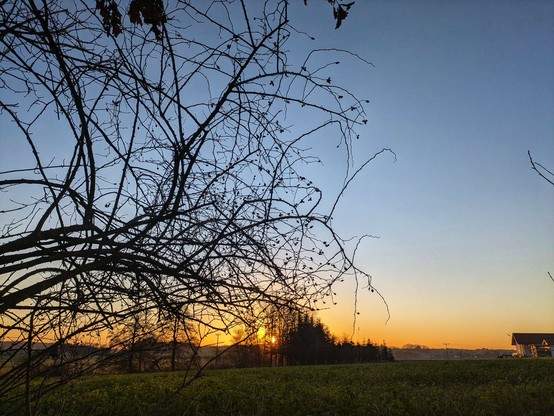 die orange Sonne verschwindet am Horizont in einem kleinen Wäldchen. Im Vordergrund Äster einer gemeinsamen Hundsrose