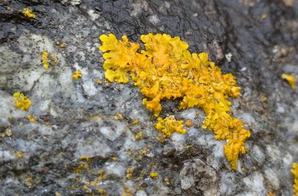 dunkelgelbe Flechten auf einem feuchten Stein