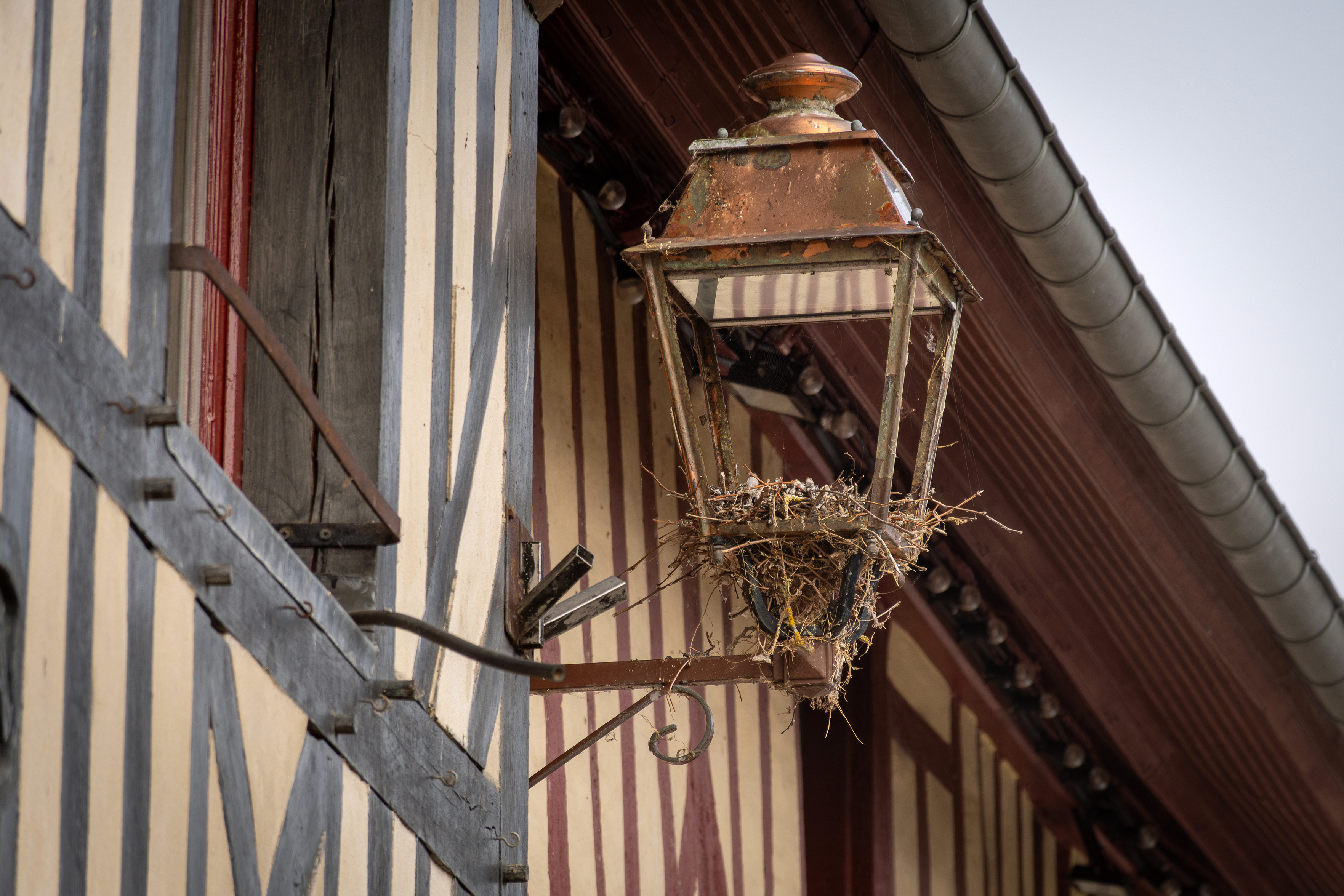Das Bild zeigt eine alte Laterne an der Wand eines Fachwerkhauses. In der Laterne befindet sich ein Vogelnest.