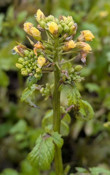 eine grüne Pflanze mit kleinen gelben Blüten in einem Büschel.