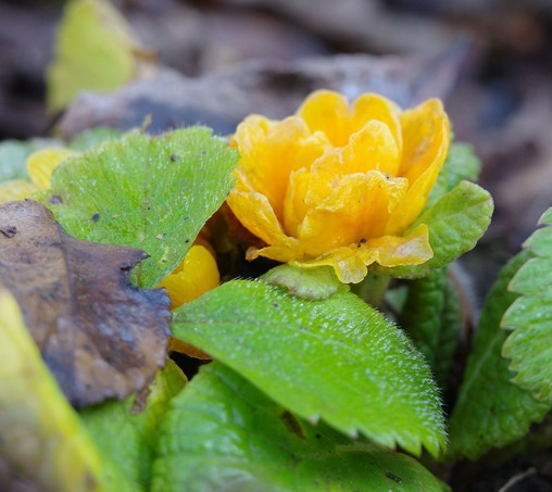 eine kleine geöffnete gelbe Blüte einer Primel. Ihre eigenen Blätter sind kaum zu finden.