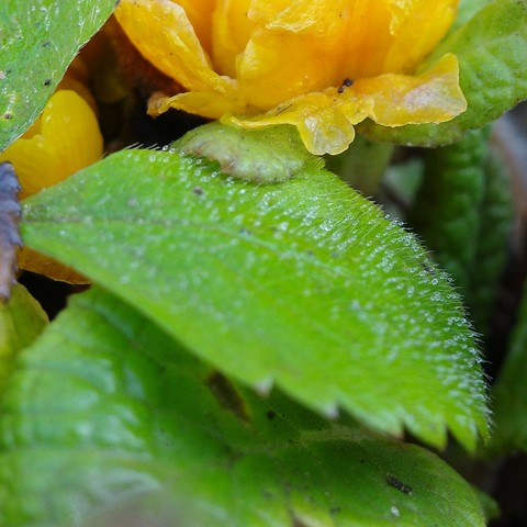 An den Haaren eines saftig grünen Blattes haben sich Wassertropfen gebildet.