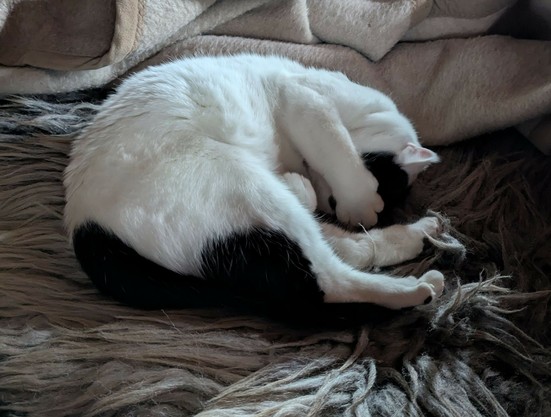 eine überwiegend weiße Katze liegt auf der Seite auf einem Schaffell und hat sich eine Vorderpfote über die Augen gelegt