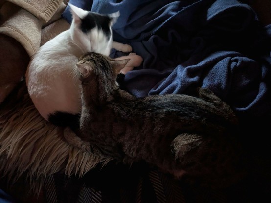 eine fast ganz weiße Katze liegt auf einem Schaffell und putzt den graugestreiften Kater, der neben ihr liegt. Ihr Kopf ist von der Bewegung unscharf