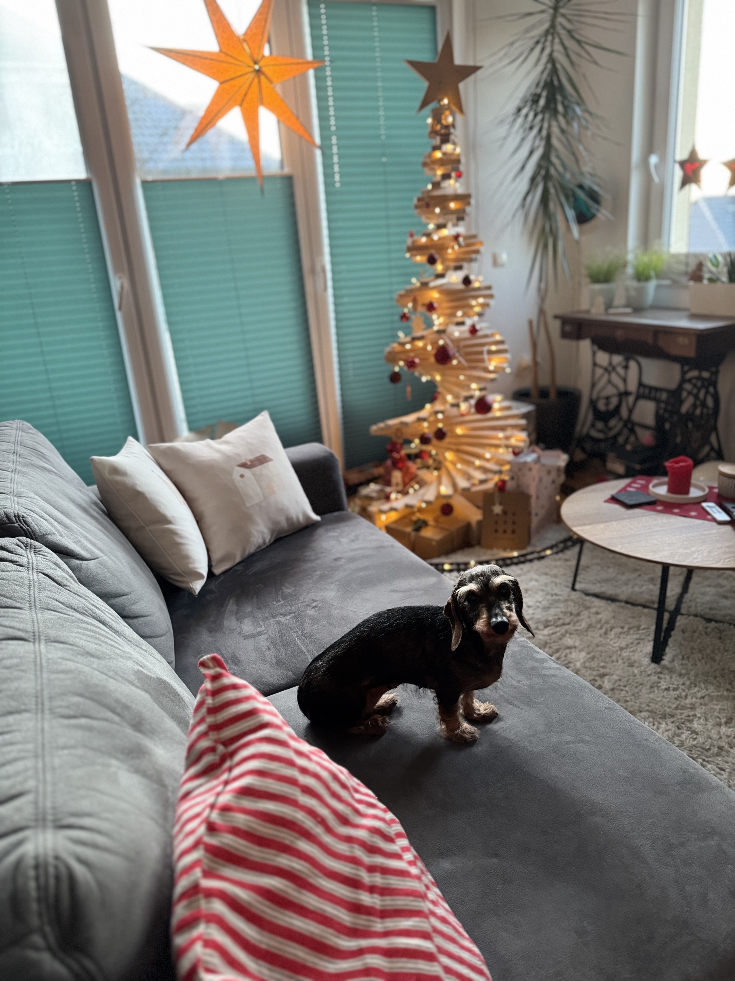 A cozy living room setting featuring a grey couch with striped pillows, a decorated wooden Christmas tree with lights and ornaments, and an adorable dog sitting on the couch. Golden stars are hanging in the window, and there are decorative elements like gifts and plants nearby