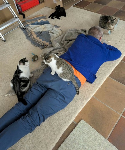 ein Mann liegt auf dem Bauch auf dem Boden auf einem beigen Teppich.nEine kleine Katze sitzt auf seinem Hintern, links von ihm eine junge Katze, im Hintergrund eine kleine schwarze Katze und an seinem Kopf eine graugetigerte erwachsene Katze
