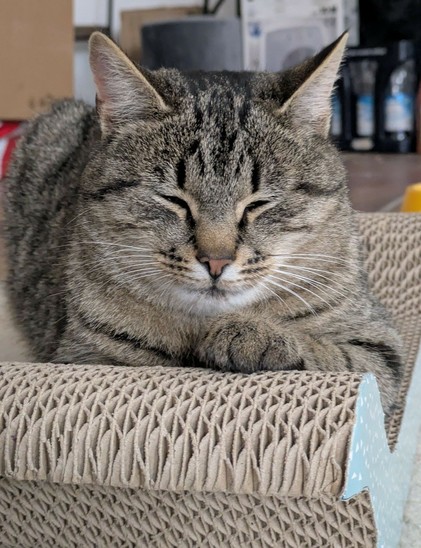 eine graugetigerte Katze liegt entspannt auf einem Papier-Kratzteil, die Augen fast ganz geschlossen, eine Vorderpfote vor sich