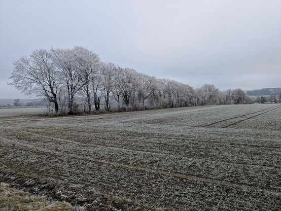 eine Reihe von kahlen Laubbäumen entlang eines Feldes. Alle sind weiß durch den Reif