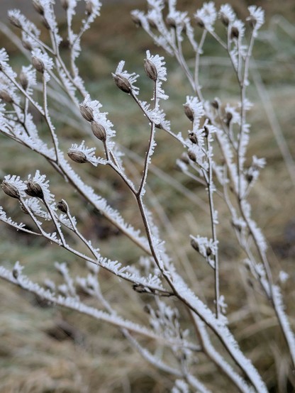 Reifnadeln an den Stengeln einer Pflanze