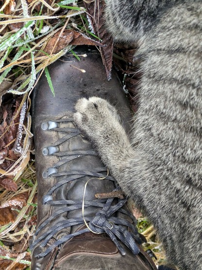 eine graugetigerte Hinterpfote steht auf einem dunkelbraunen Wanderschuh in einer Wiese