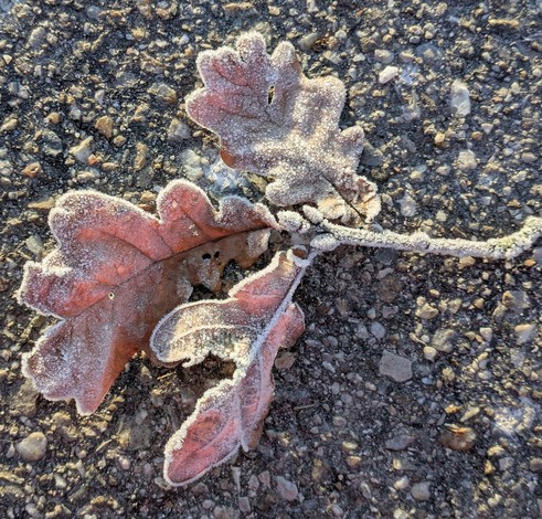 ein paar Blätter einer Eiche an einem Ast liegen auf Teer und sind von Reif überzogen. Die Sonne scheint flach drauf