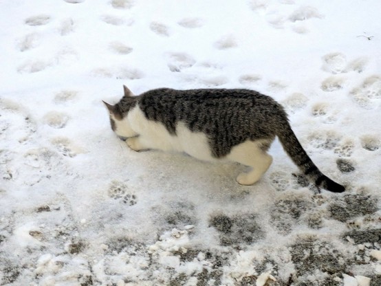 ein kleiner getigerter Kater steht im flachen Schnee und schnuppert dran