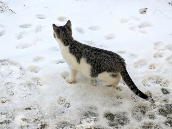 ein kleiner getigerter Kater steht im flachen Schnee und schaut in die weiße Landschaft